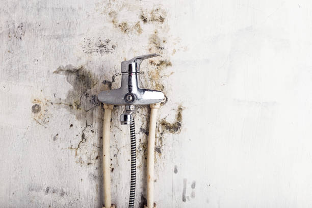 Best Mold Removal Near Me  in Wymore, NE