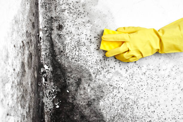Best Office Mold Removal Services  in Wymore, NE