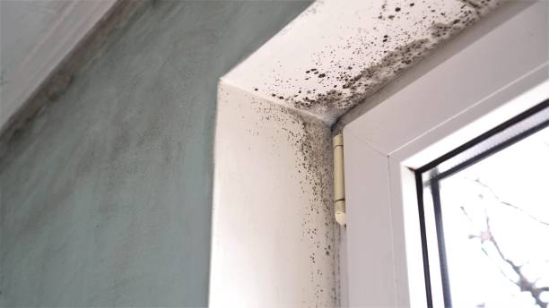 Best Emergency Mold Removal  in Wymore, NE