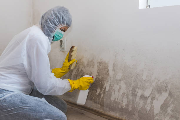 Mold Removal Process in Wymore, NE
