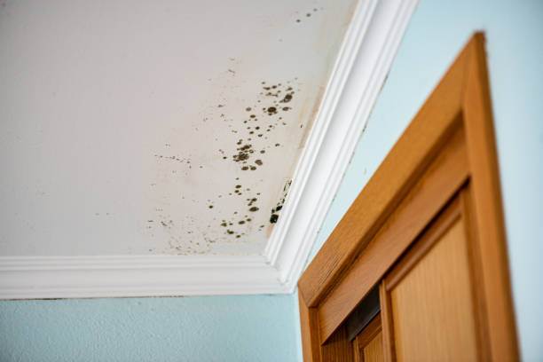 Best Emergency Mold Removal  in Wymore, NE