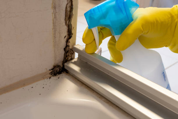 Best Mold Remediation  in Wymore, NE