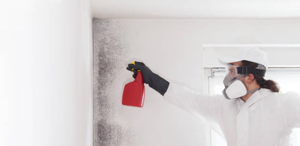 Best Toxic Mold Removal  in Wymore, NE