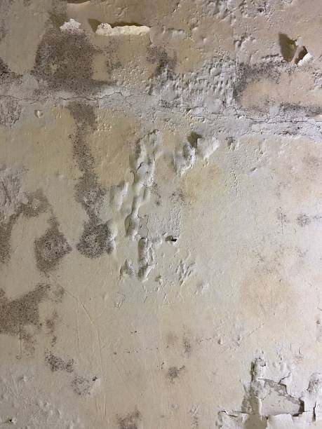 Best Same-Day Mold Removal  in Wymore, NE