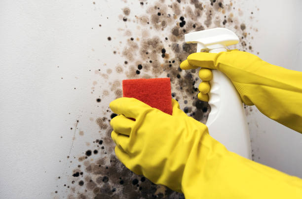 Professional Mold Removal in Wymore, NE